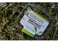 Daikon radishes organic microgreens